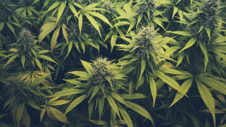 Cannabis plant