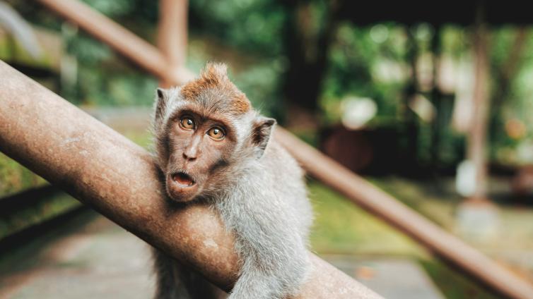 Monkey